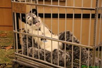 Dont feed the kitty!