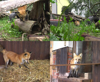 The broom again [Video]