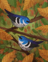 Cerulean Warblers - Losing Altitude submission
