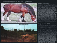 Ben the horse bed (RL pics).