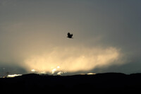 Welcome, Spake Apollo