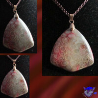 Coral Fossil