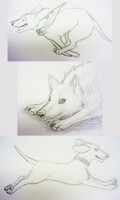 Dog sketches