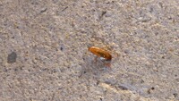 Strange insect