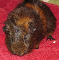 Goodbye, Frankie (repost, read description for details)