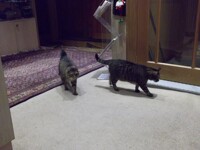 Cats on the Lighthouse ship
