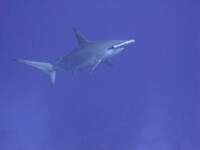 Hammerhead