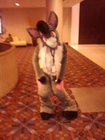 MFF 2013 - Diego the Donkey!