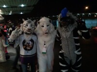 Cats Cats Cats! MFF2013
