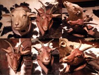 Goat mount