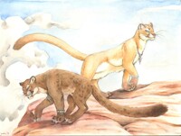 Puma Commission