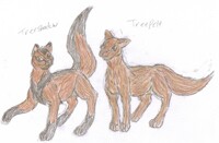 Warrior cats