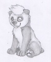 Primer Nil Panses Feral