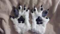 my first paws