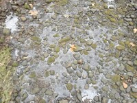 the ground i walk
