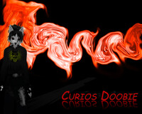 Curios Husky