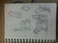 Sketches: Lynx