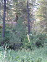 tall grasses