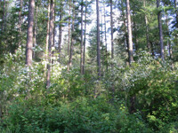 forest background