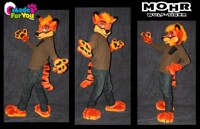 Mohr