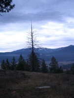 lone tree