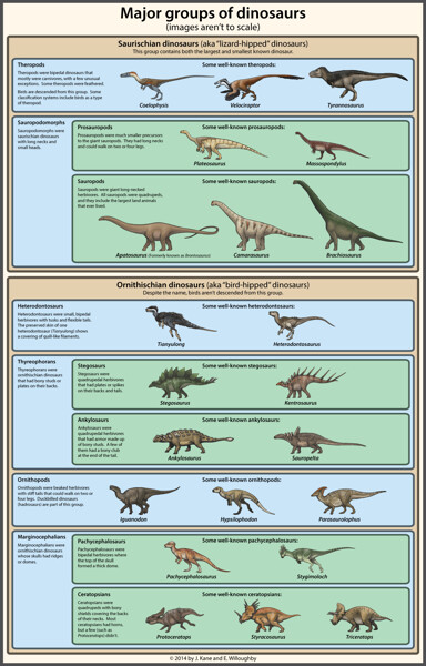 A simple guide to dinosaur classification by Cayro Fur Affinity