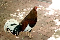 A Very Pretty Cock