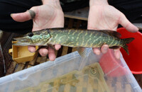 Cute little Pike