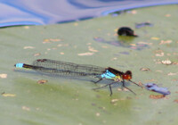 Dragonfly No.1