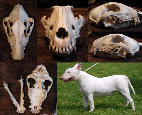 Bull 2025 terrier skull