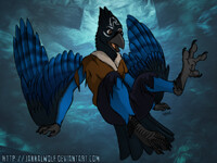 LSC: Human -> Steller's Jay Pic 2 of 2