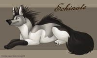 Echinate 2008