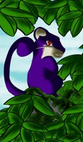 019 - Rattata
