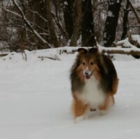 [PHOTO] More Sheltie Cute!