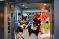 Solothurn Suitwalk 2014 while the Carnival