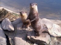 Buckfast Otters
