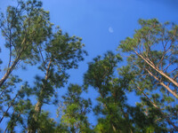 Piney Moon