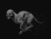RadioDog