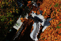 Leaves are freaking awesome