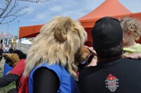 A wee Lass wanted to pet a lion