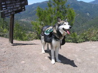 Lament for Kuma