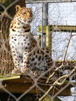 Leopard Lookout 2