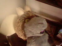 angel dragon fursuit