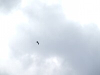 bird fly