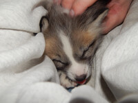 Ultra Mega Cuteness: Holding a fox kit