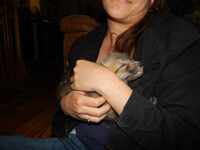 Hugging a fox? Yes please