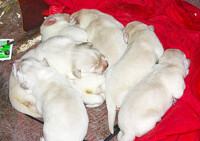 A Pile o' Pyr Pups!