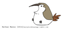 Brown Creeper