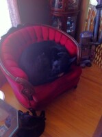 NOT THE CHAIR!!