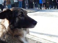 The preoccupied dog